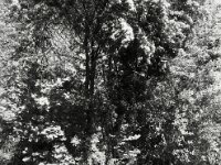 Am Teich  Pentax LX, MC Soligor C/D Wide Auto 2.8/20, Kentmere 400@200  - 28.04.2026 -