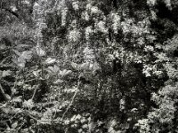Wo steht der Reiher?  Pentax MZ-S, SMC Pentax FA 1.9/43 Limited, Kentmere 100   - 02.05.2026 -