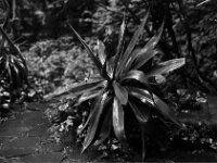 Regen  Pentax Super A, SMC Pentax FA 1.9/43 Limited, ADOX CHS 100 II   - 22.05.2026 -