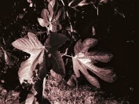 Die Gartenfeige  CHINON AUTO 3001 Multifocus, ADOX CHS 100II  - 24.05.2026 -