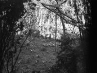 Ringeltaube  Pentax 67 II, SMC Pentax 4.0/200, KODAK TX400@200  - 12.03.2026 -