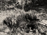 Der Gartenteich  Pentax 67II, SMCTakumar 3.5/55, ADOX CHS 100 II  -  03.04.2026 -