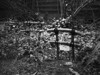 Alice ruht neben ihrem Partner Rota  CHINON Auto 3001 Muilti Auto Focus, ADOX CHS 100 II   -  03.04.2026 -