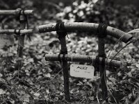 Das Grab von Alice  Pentax 67II, SMC 2.4/105, ADOX CHS 100 II  -  03.04.2026 -