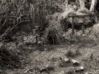 Garten der letzten Ruhe  Pentax 67II, SMC 2.4/105, ADOX CHS 100 II  -  03.04.2026 -