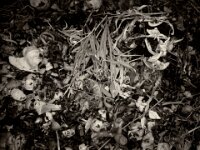 Kompost  CHINON Auto 3001 Muilti Auto Focus, ADOX CHS 100 II   -  03.04.2026 -