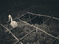 Der Reiher, früher Morgen  CHINON Auto 3001 Muilti Auto Focus, ADOX CHS 100 II   -  03.04.2026 -