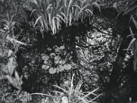 Gartenteich  CHINON Auto 3001 Muilti Auto Focus, ADOX CHS 100 II   -  03.04.2026 -