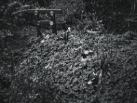 Vorgarten am frühen Morgen  CHINON Auto 3001 Muilti Auto Focus, ADOX CHS 100 II   -  03.04.2026 -