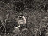 Blüten auf Sternchens Grab  Fuji GS 645 S prof.WIDE 60, ADOX CHS 100II@400  -08.04.2026 -