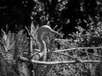 Der falsche Reiher  Fuji GW 690 III,  Fuji Acros 100 II @ 64  - 26.04.2026 -