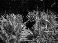 Teichsteg  Fuji GW 690 III,  Fuji Acros 100 II @ 64  - 26.04.2026 -