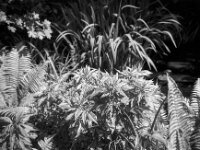 Grün am Gartenteich  Fuji GW 690 III,  Fuji Acros 100 II @ 64  - 26.04.2026 -