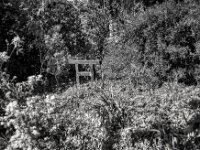 Vorgarten im Sonnenlicht  Fuji GW 690 III,  Fuji Acros 100 II @ 64  - 26.04.2026 -