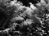 Farn und Seifenblume  Pentax 6x7, SMC 2.4/105, Fuji Acros 100 II   - 16.07.2026 -