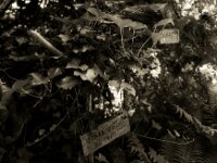 Hinweise  FUJI GW690 III, Kentmere Pan 100@50  - 21.06.2026 -