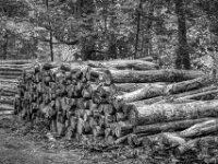Sie nennen es Wald Bewirtschaftung  Pentax K-3 Mark III Monochrome, SMC PENTAX-FA 1.9/43 Limited  - 02.09.2026 -