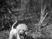 Der Pudel im Wald  PENTAX K-3 Mark III Monochrome, HD PENTAX - DA* 2.8/ 11-18 ED DC AW  - 07.03.2026 -