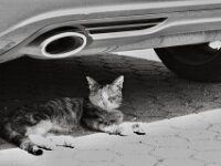 Kein günstiger Schlafplatz  PENTAX K-3 Mark III Monochrome, SMC PENTAX-FA 1.8/77 Limited   - 11.08.2026 -