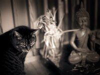 Alice - Erinnern 2018  Contax Aria, Planar 1.4/50, Gelbfilter, Silvermax 100 in R09 1+50 - 14.03.2018 - : Tulpen, Wohnraum, Buddha, Stillleben, Figur, Alice, homepage, Wohnung, Katze