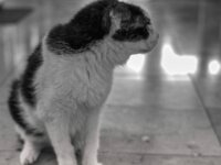 Harlekin  PENTAX K-3 Mark III Monochrome, SMC PENTAX-FA 1.8/31 AL Limited  - 28.02.2026 -