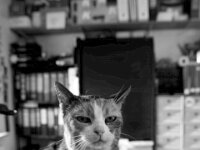 Grey  PENTAX K-3 Mark III Monochrome, HD PENTAX - DA* 2.8/16-50 ED PLM AW  - 24.03.2026