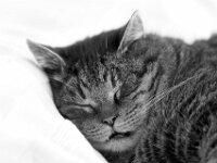 Struppi  PENTAX K-3 Mark III Monochrome, HD PENTAX - D FA* 2.8/70-200 ED DC AW  - 28.03.2026