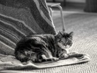 Middle  PENTAX K-3 Mark III Monochrome, HD PENTAX - D FA* 2.8/70-200 ED DC AW  - 28.03.2026