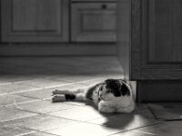 Harlekin  PENTAX K-3 Mark III Monochrome, HD PENTAX - D FA* 2.8/70-200 ED DC AW  - 28.03.2026