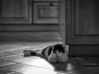 Harlekin  PENTAX K-3 Mark III Monochrome, HD PENTAX - D FA* 2.8/70-200 ED DC AW  - 28.03.2026