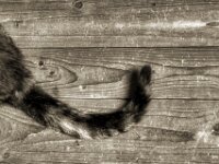 Katzenschwanz  PENTAX K-3 Mark III Monochrome, HD PENTAX - D FA* 1.4/50 SDM AW  - 27.08.2026 -