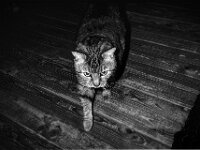 Mito  CHINON Auto 3001 Multi Auto Focus, Kentmere Pan 100  - 15.04.2026 -