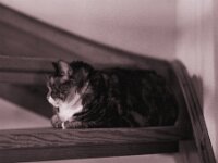 Middle  Pentax 67 II, SMC Pentax 4.0/200, KODAK TX400@200  - 12.03.2026 -