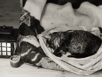 Alice ist tot. Sie starb am 02. April 2026  Pentax67 II, SMC 2.4/105, ADOXCHS 100 II  - 02.04.2026 -