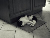 Harlekin  Pentax 645 N, SMC PENTåX -FA 645  2.8/45, Fuji Acros 100 II  - 21.04.2026 -