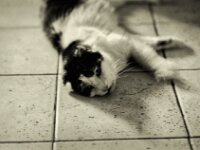 Harlekin, letzte Aufnahme vor seinem Tod am 12.07.2026  Pentax MZ-S, SMC PENTAX-FA 1.8/77 Limited  - 10.07.2026 -