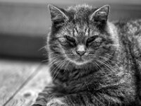 Struppi  PENTAX K-3 Mark III Monochrome, smc PENTAX-FA 77mm F1.8 Limited   - 25.10.2025 -