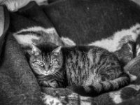 Alice  PENTAX K-3 Mark III Monochrome, smc PENTAX-FA 77mm F1.8 Limited   - 30.10.2025 -