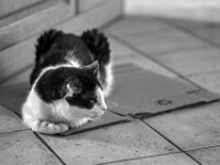 Harlekin  PENTAX K-3 Mark III Monochrome, smc PENTAX-FA 77mm F1.8 Limited   - 21.11.2025 -