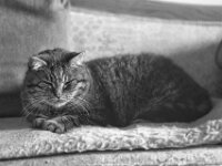 Struppi  PENTAX K-3 Mark III Monochrome, smc PENTAX-FA 77mm F1.8 Limited   - 21.11.2025 -