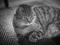 Mito  PENTAX K-3 Mark III Monochrome, smc PENTAX-FA 77mm F1.8 Limited   - 21.11.2025 -