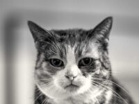 Grey  PENTAX K-3 Mark III Monochrome, HD PENTAX - D FA* 2.8/70-200 ED DC AW  - 25.11.2025  -