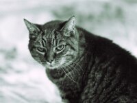 Alice  PENTAX K-3 Mark III Monochrome, SMC PENTAX-FA 1.8/77 AL Limited  - 03.12.2025  -