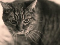 Alice  PENTAX K-3 Mark III Monochrome, SMC PENTAX-FA 1.8/77 AL Limited  - 03.12.2025  -