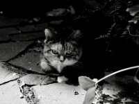 Middle  PENTAX K-3 Mark III Monochrome, HD PENTAX - DA* 2.8/16-50 ED PLM AW  - 29.06.2026 -