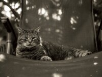 Struppi im Liegestuhl  PENTAX K-3 Mark III Monochrome, HD PENTAX - DA* 2.8/16-50 ED PLM AW  - 14.07.2026 -