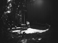 Katze Grey  CHINON Auto 3001 Multi Auto Focus, Kentmere Pan 100  - 15.04.2026 -