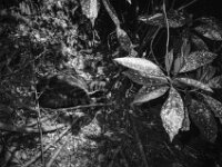 Mito der Kater  CHINON Auto 3001 Multi Auto Focus, Kentmere Pan 100  - 15.04.2026 -