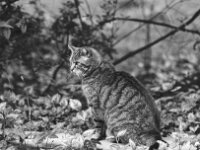 Mito  Yashica FR I, Zeiss Planar 1.4/50, ADOX CHS 100II   -10.04.2026 -