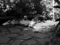 ..... los jetzt  Pentax MZ-S, SMC PENTAX-FA 1.8/77 Limited, Kentmere Pan 100  - 10.07.2026 -